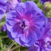 Geranium Himalayense Plenum